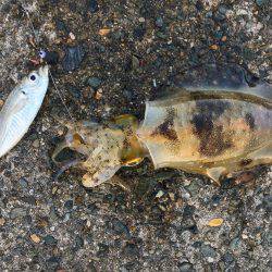 久々のアオリキャッチと痛恨のミス！